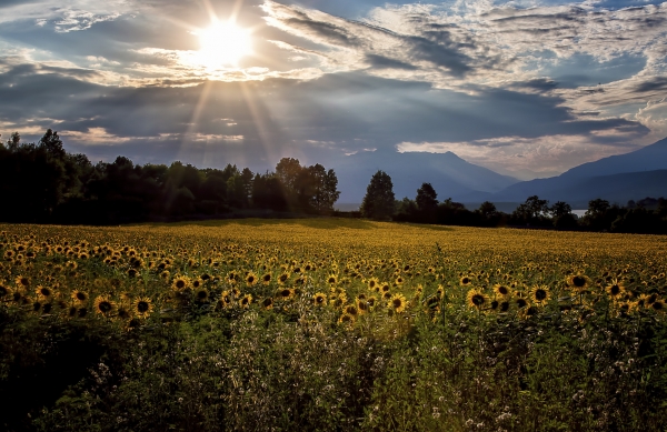 Girasoli