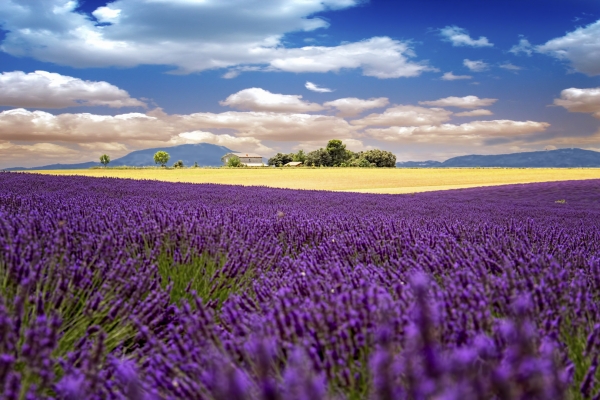 Lavanda